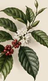 Coffee plant branch with leaves, white blossoms, and red cherries